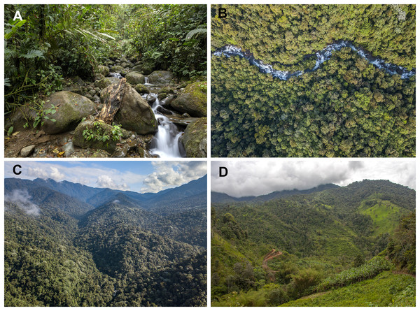 Habitat of Hyalinobatrachium nouns sp. nov.