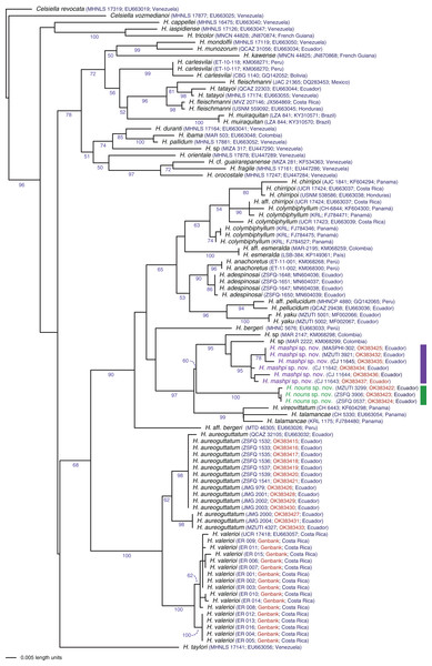 Phylogenetic position of Hyalinobatrachium mashpi sp. nov. and H. nouns sp. nov.