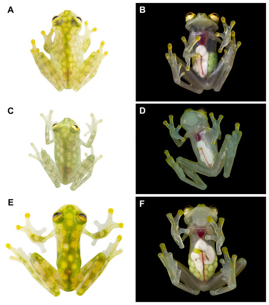 Dorsal and ventral photos of glassfrogs in life.