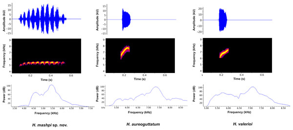 Visual representation of Hyalinobatrachium mashpi sp. nov. advertisement call, with comparisons of two similar species, H. aureoguttatum and H. valerioi.