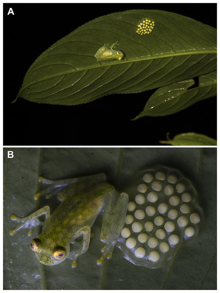 Parental care in Hyalinobatrachium mashpi sp. nov.