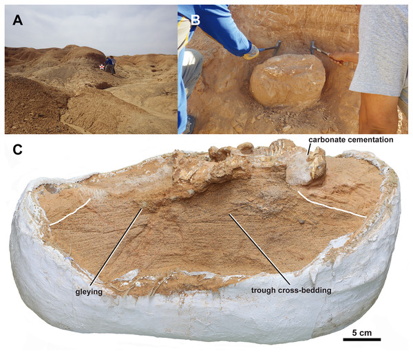 Taphonomy of MPC-D 100/553.