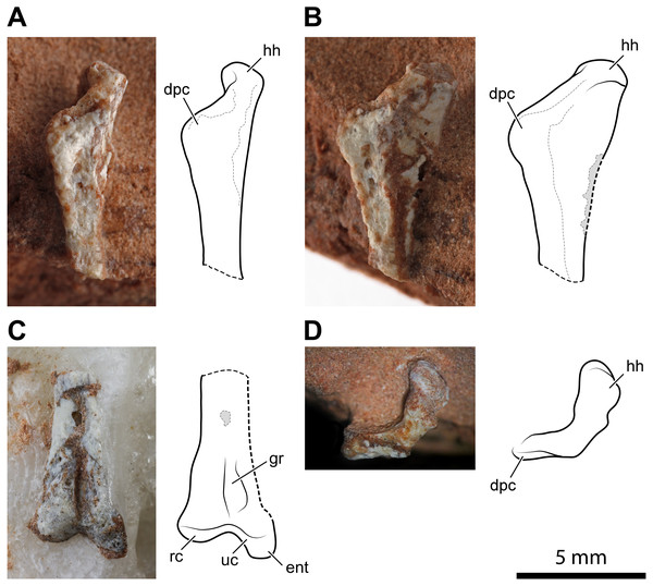 Left humerus of Faxinalipterus minimus (UFRGS-PV-0927-T).