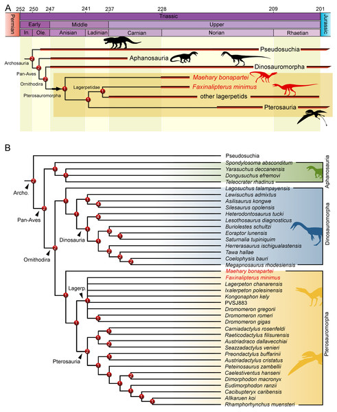 Results of the phylogenetic analysis depicting the position of Faxinalipterus minimus and Maehary bonapartei gen. et sp. nov.