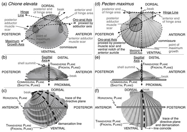 Positions of shell features, axes, and planes as mentioned and defined in the main text.