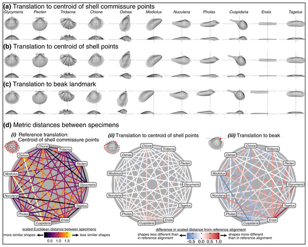 Effects of translation on differences in shell shapes.