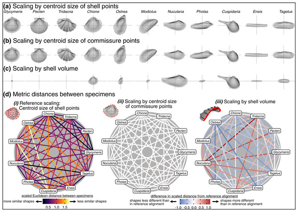 Effects of scaling on differences in shell shapes.