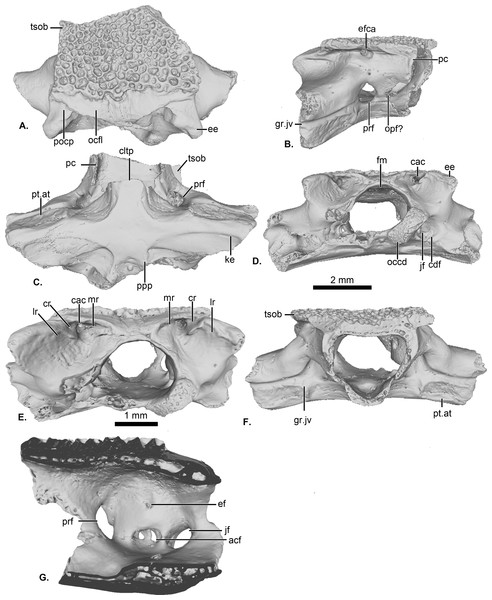 UCRC-PV64, holotype of Cretadhefdaa.