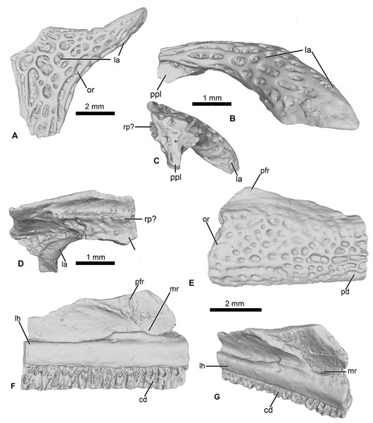 Cranial elements of Cretadhefdaa.