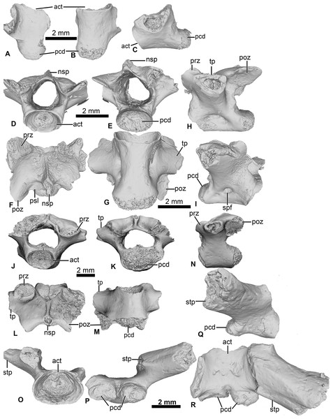 Vertebral element of Cretadhefdaa.