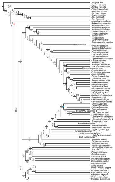 Strict consensus of 10 MPTs of 1355 steps (CI = 0.174; RI = 0.556) from the analysis under EW excluding Arariphrynus placidoi.