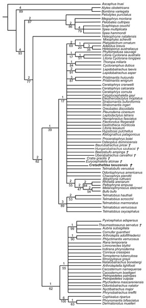 Strict consensus of 190 MPTs of 1395 steps (CI = 0.126; RI = 0.247) from the analysis under EW, excluding Arariphrynus placidoi and using a constraint topology based on molecular phylogenetic analyses.