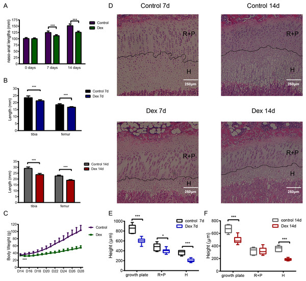 The effect of Dex administration on SD rats.