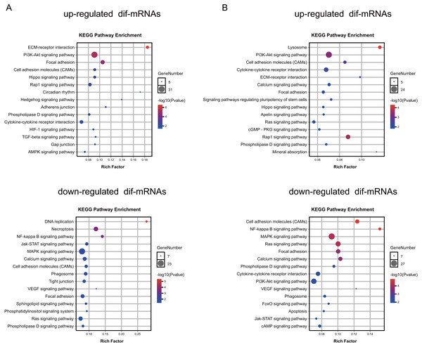 KEGG pathway analysis of dif-mRNAs.