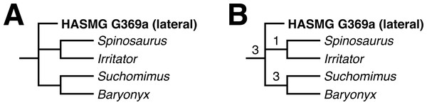 Results of the phylogenetic analyses.