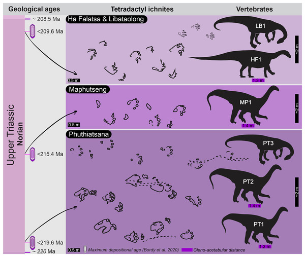 Estimated prospective sauropodomorph trackmaker body size and stance based on the lower Elliot Formation tetradactyl trackways.