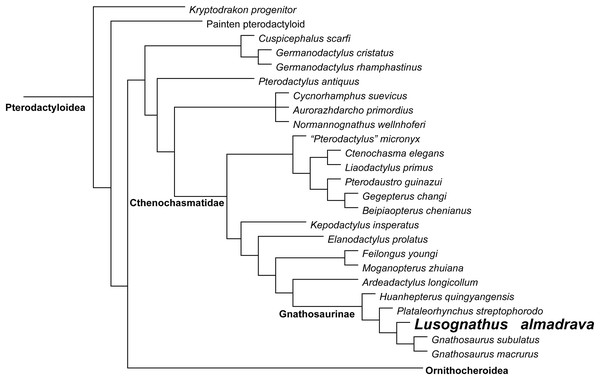 Phylogenetic results.