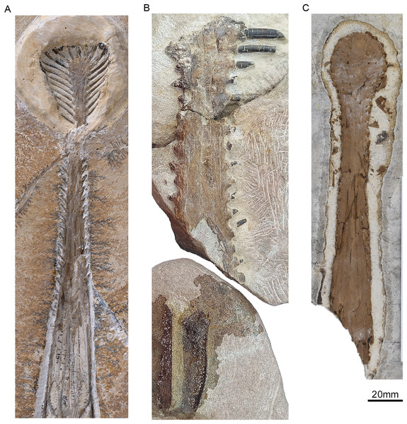 Comparison of the ventral rostra of: