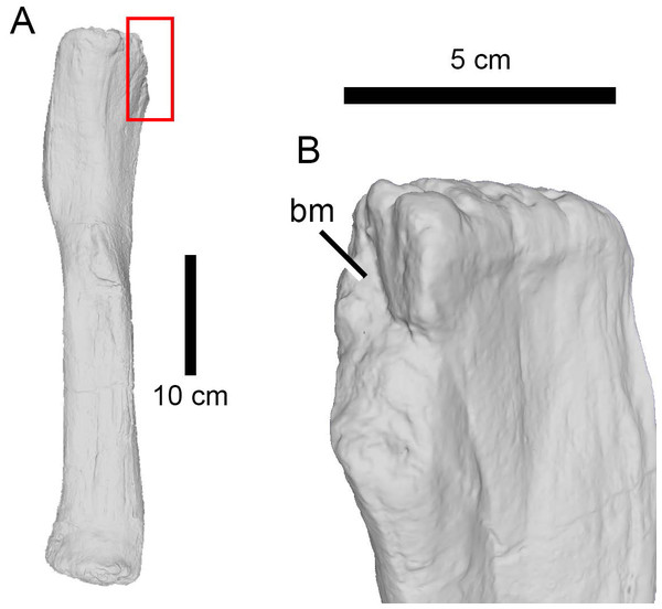 Bite trace on a sauropod fibula.