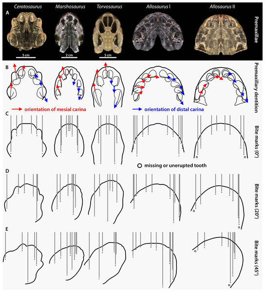 Premaxilla and premaxillary dentition morphology and effect on the spacing between bite marks in the four apex predators from the Morrison Formation Ceratosaurus, Marshosaurus, Torvosaurus and Allosaurus (two specimens).