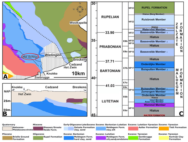 Section of the Eocene strata at the fossil site.