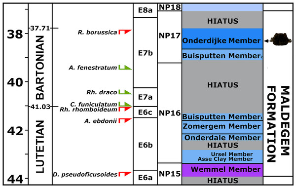 Section correlated with encountered dinoflagellates.