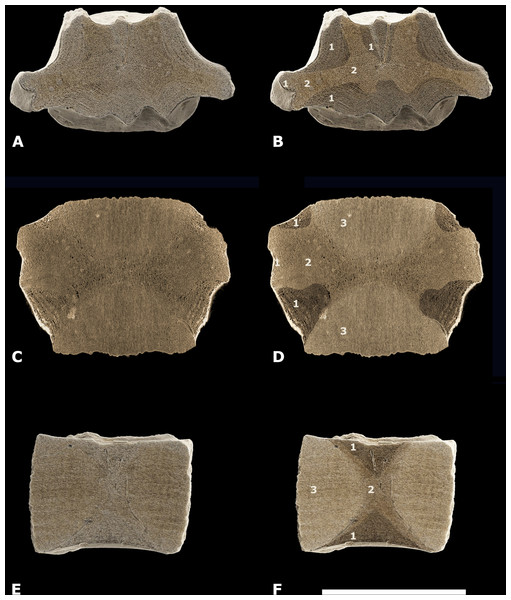 Different types of bone in NMR-16642.