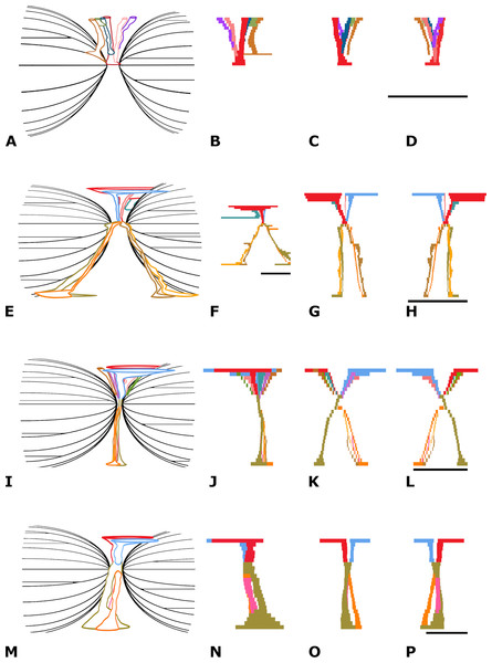 Vertebral vascular canals (VC).