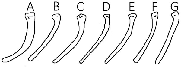 Variation in toe curvature showing exceptional intraspecific differences likely attributable to post-mortem effects.