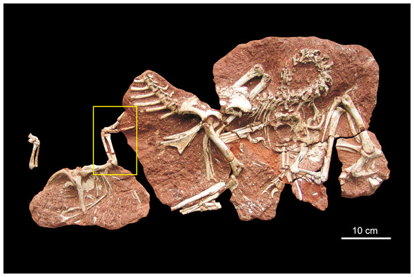 Holotype block of Heyuannia huangi.