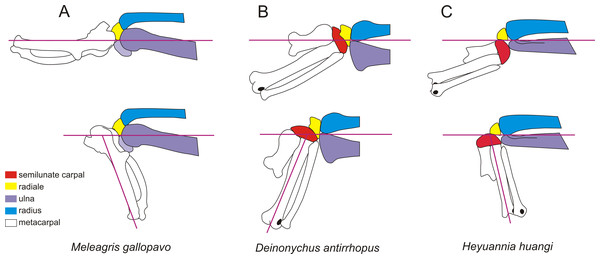 The wrist of turkey, Meleagris gallopavo (A), Deinonychus antirrhopus (B) andHeyuannia huangi (C).