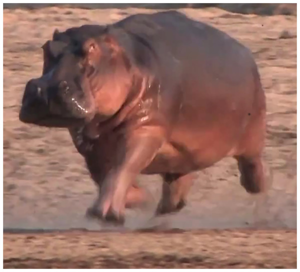 Example of an aerial phase in a hippo.