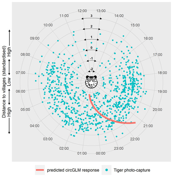 Circular plot of modelled temporal activity of tigers.