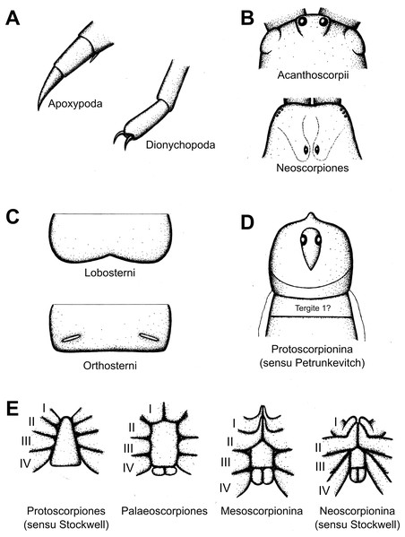 Key morphological characters used to define fossil scorpion groups that can be found in the literature.