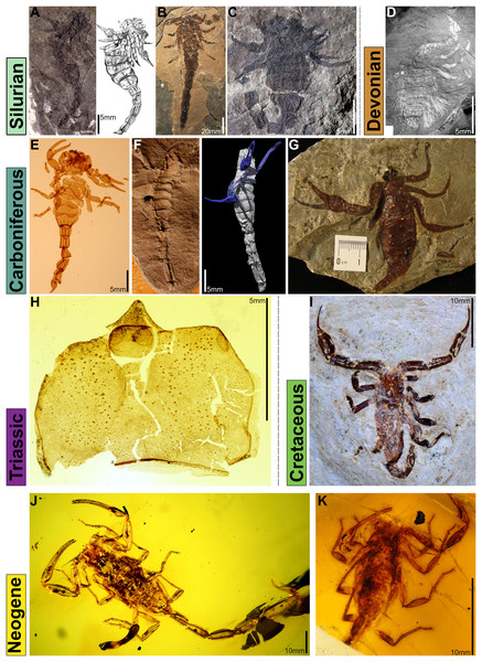 Notable fossil scorpion species.