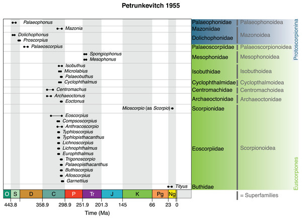 The 1955 scheme of Petrunkevitch.