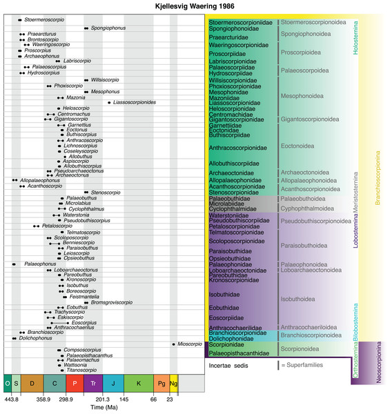 The scheme of Kjellesig-Waering (1986), a significant rearrangement of previous schemes, and the basis of much of today’s fossil scorpion taxonomy.