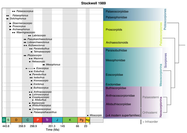 The scheme of Stockwell (1989), based on a cladistic analysis of 137 characters (tree topology shown on the right).