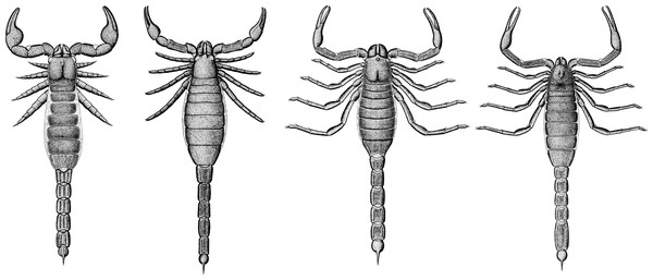 Reconstructions of key fossil scorpion genera.