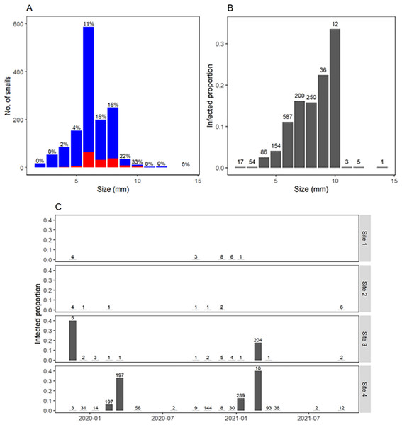 Fasciola hepatica infection and body size of Galba viatrix snails.