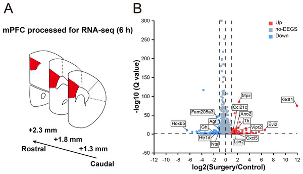 Transcriptomic changes in the mPFC in mice at 6 h after surgery.