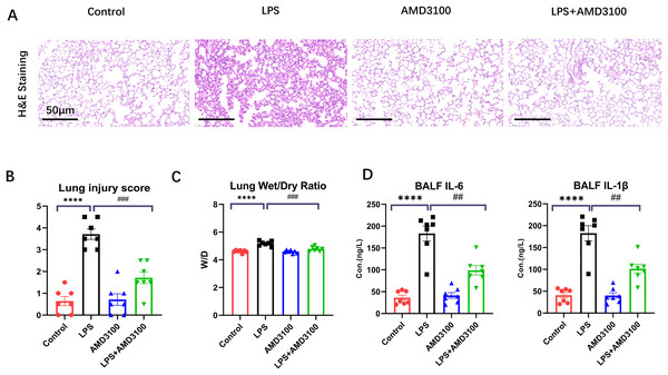 AMD3100 alleviated LPS-induced ALI in mice.