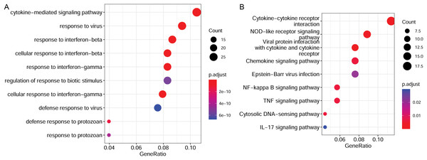 Functional enrichment results of target genes.