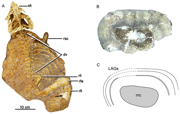 Skeleton and bone microstructure of the subadult individual IVPP V18636.