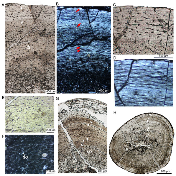 Bone microstructure of the limb bones in subadult Yinlong downsi IVPP V18636.