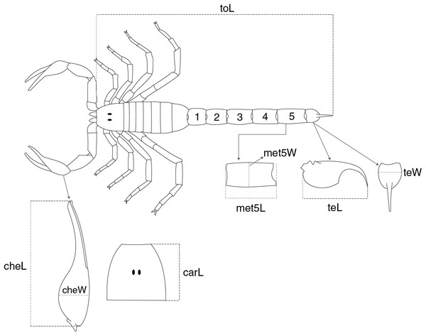 Schematic representation showing the overall morphology of a scorpion and the meristic traits collected for buthid species.