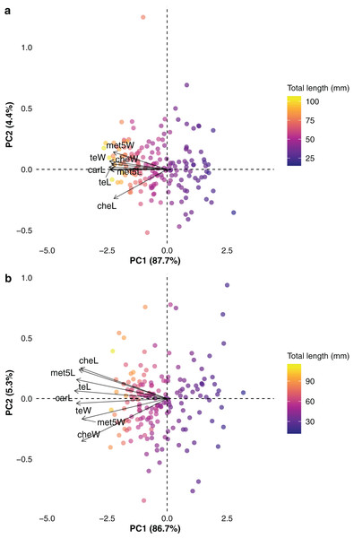 Phylogenetic principal component analysis conducted with (A) female and (B) male buthid scorpions, illustrating the arrangement of species (points) and examined traits (arrows) across the two principal components.