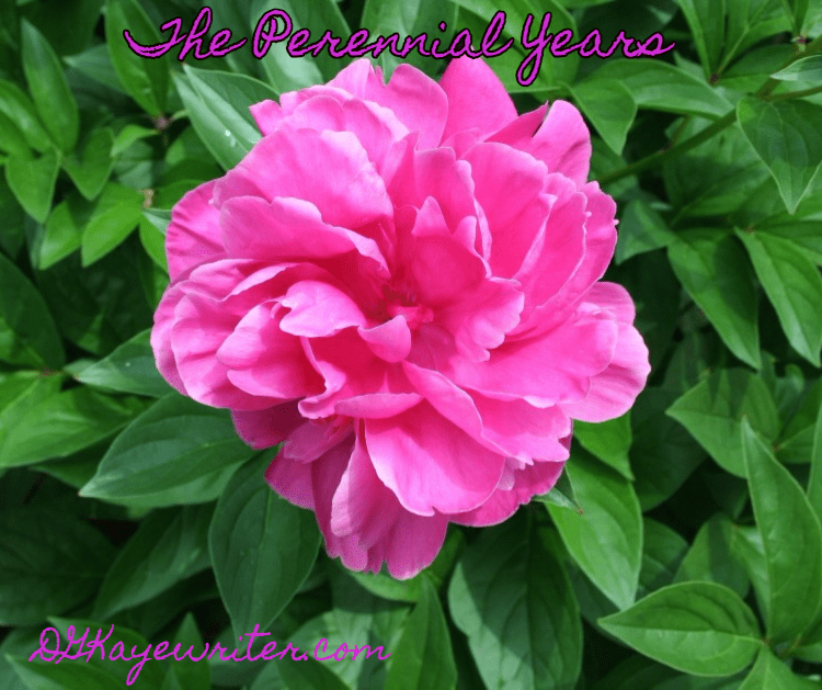 Perennial years