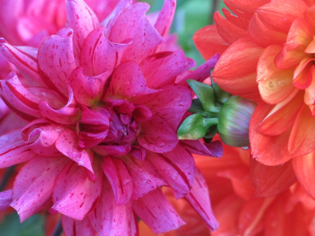 Dahlien2mal