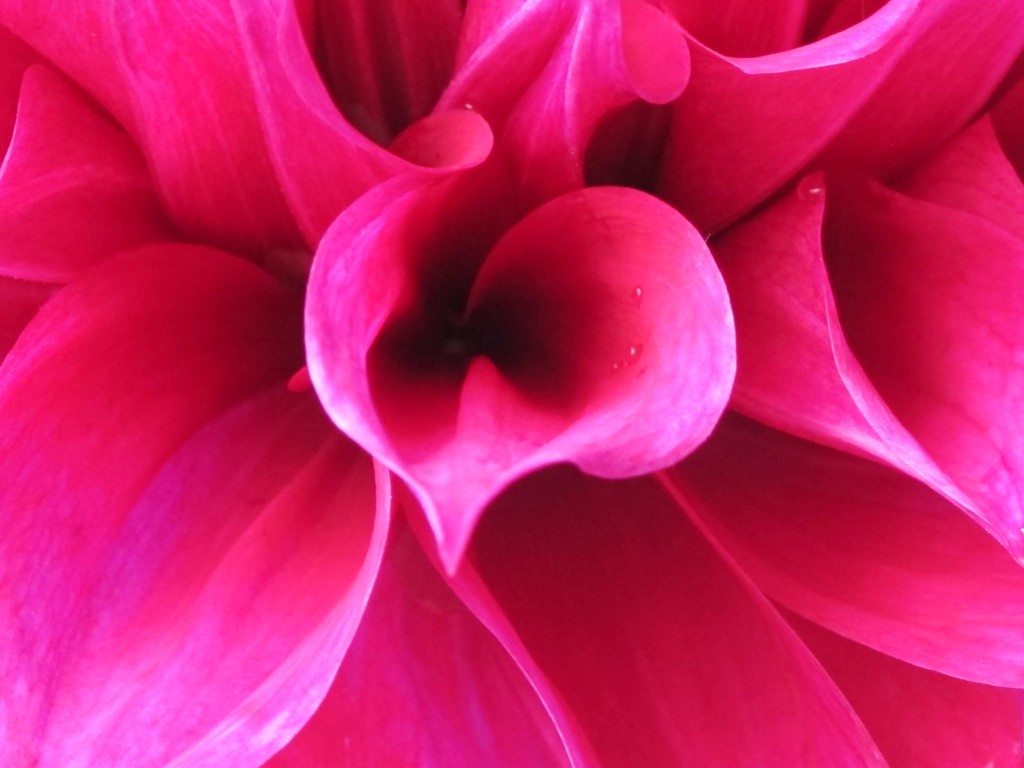 Dahliepink